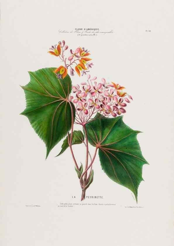 Reproducción/Reproduction 34535599252: Flore d'Amérique,. Paris,Gihaut[1843-1846]