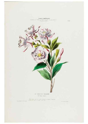 Reproducción/Reproduction 34535601522: Flore d'Amérique,. Paris,Gihaut[1843-1846]