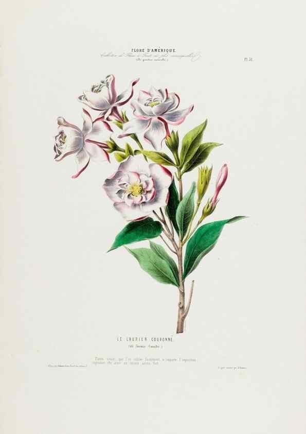 Reproducción/Reproduction 34535601522: Flore d'Amérique,. Paris,Gihaut[1843-1846]