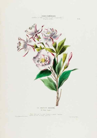 Reproducción/Reproduction 34535601522: Flore d'Amérique,. Paris,Gihaut[1843-1846]
