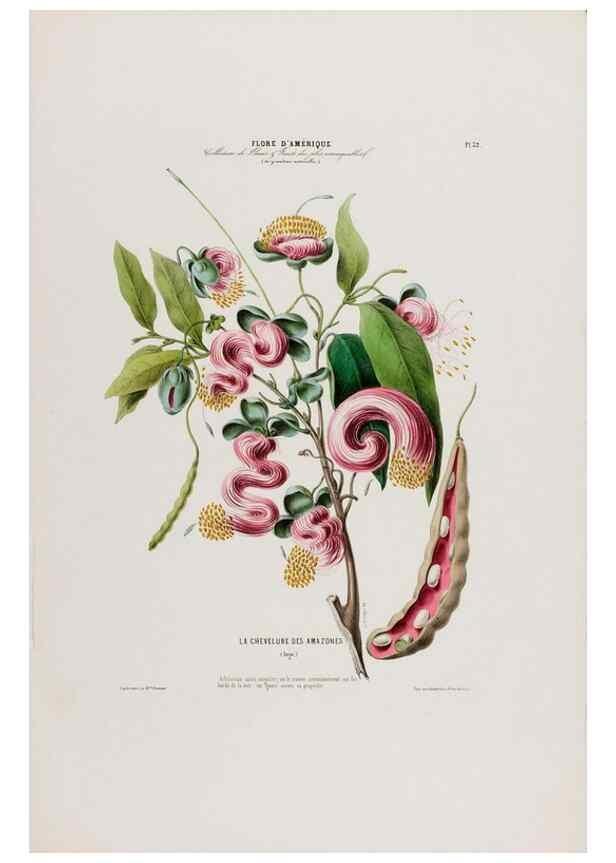 Reproducción/Reproduction 34535604102: Flore d'Amérique,. Paris,Gihaut[1843-1846]