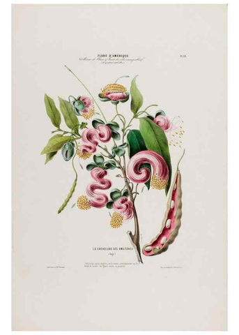 Reproducción/Reproduction 34535604102: Flore d'Amérique,. Paris,Gihaut[1843-1846]