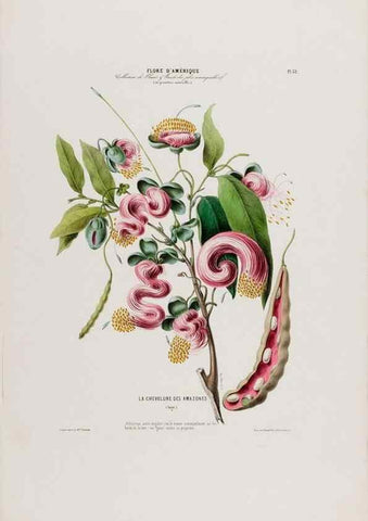 Reproducción/Reproduction 34535604102: Flore d'Amérique,. Paris,Gihaut[1843-1846]