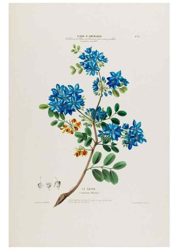 Reproducción/Reproduction 34312800140: Flore d'Amérique,. Paris,Gihaut[1843-1846]