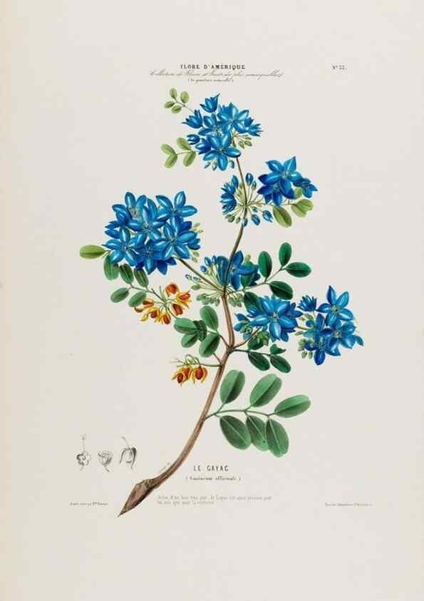 Reproducción/Reproduction 34312800140: Flore d'Amérique,. Paris,Gihaut[1843-1846]