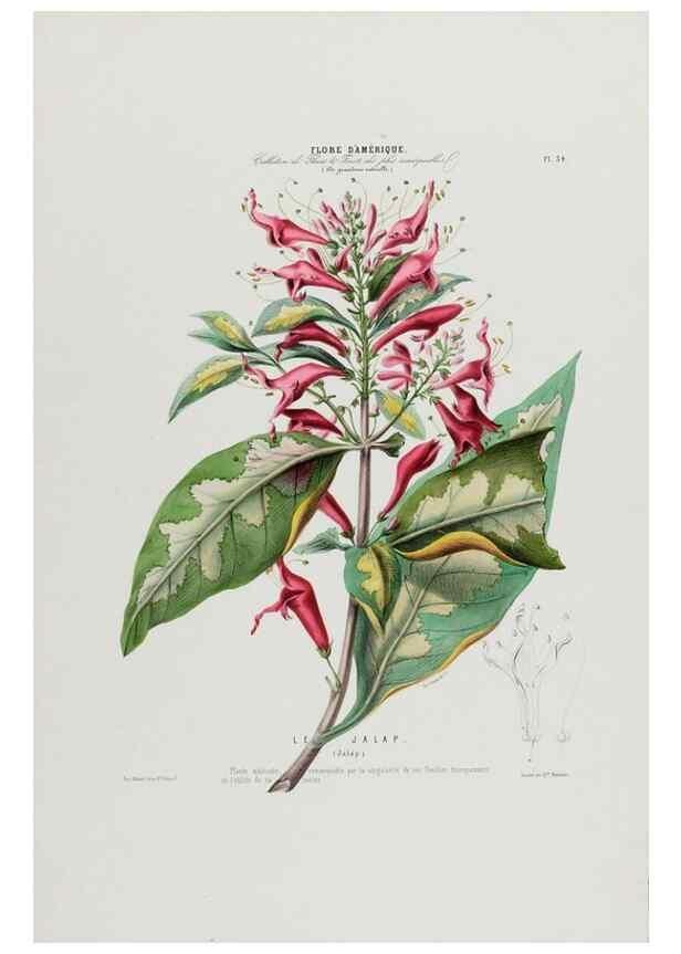 Reproducción/Reproduction 34312804020: Flore d'Amérique,. Paris,Gihaut[1843-1846]