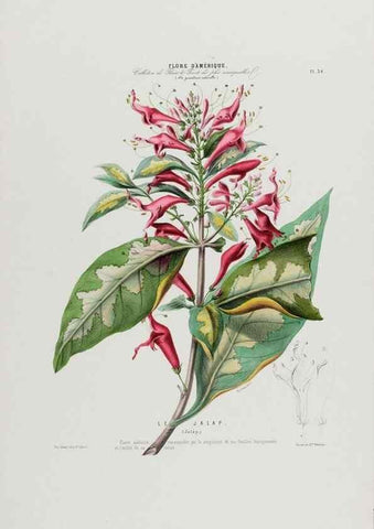Reproducción/Reproduction 34312804020: Flore d'Amérique,. Paris,Gihaut[1843-1846]