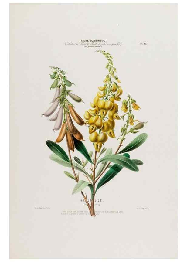 Reproducción/Reproduction 34535611242: Flore d'Amérique,. Paris,Gihaut[1843-1846]