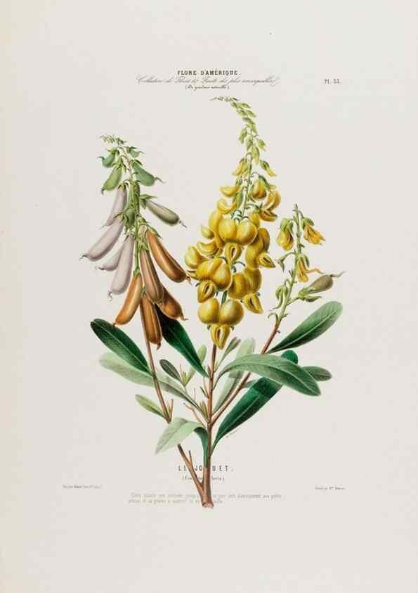 Reproducción/Reproduction 34535611242: Flore d'Amérique,. Paris,Gihaut[1843-1846]