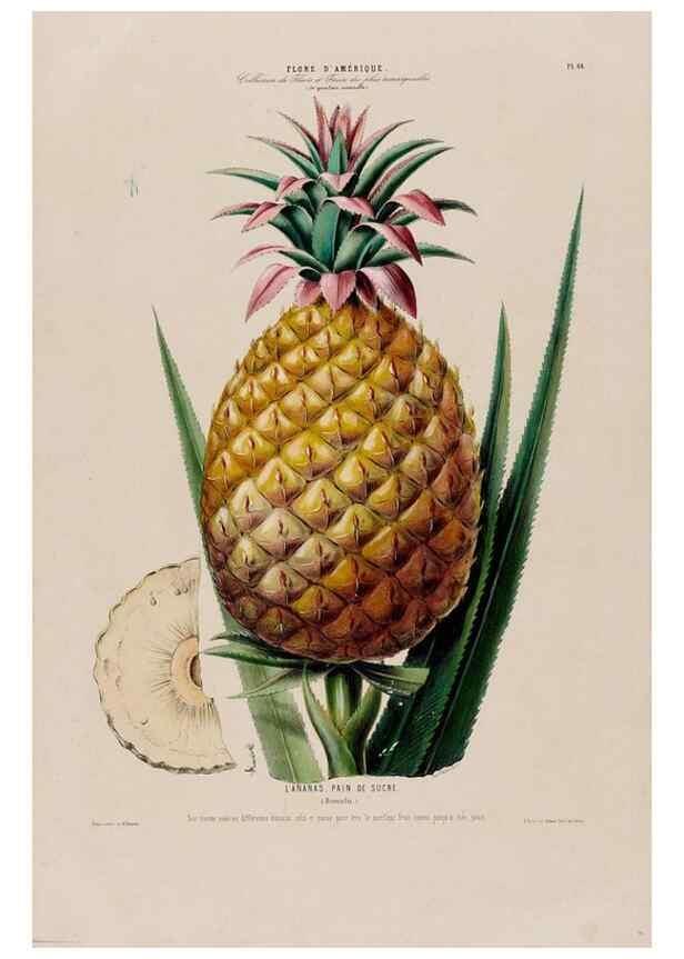 Reproducción/Reproduction 34535713892: Flore d'Amérique,. Paris,Gihaut[1843-1846]