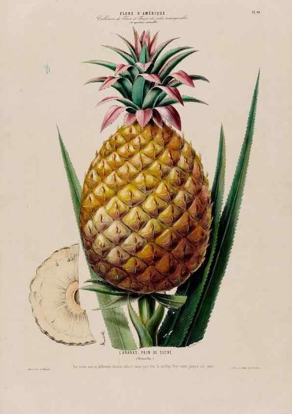 Reproducción/Reproduction 34535713892: Flore d'Amérique,. Paris,Gihaut[1843-1846]