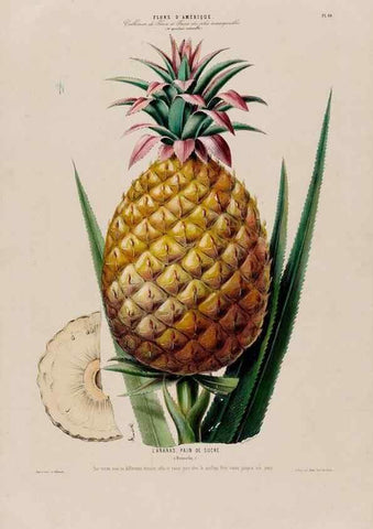 Reproducción/Reproduction 34535713892: Flore d'Amérique,. Paris,Gihaut[1843-1846]