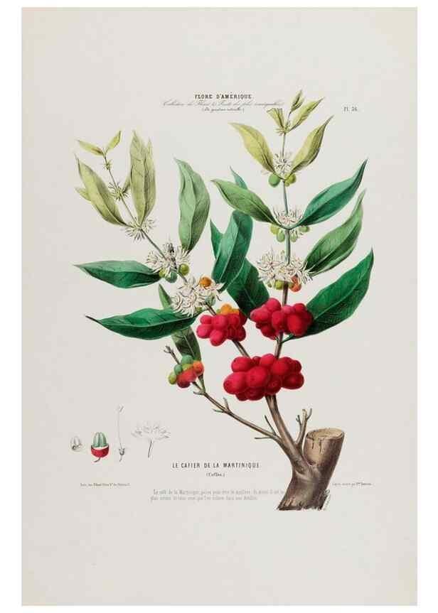 Reproducción/Reproduction 34535613132: Flore d'Amérique,. Paris,Gihaut[1843-1846]