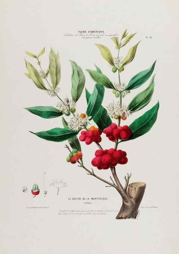 Reproducción/Reproduction 34535613132: Flore d'Amérique,. Paris,Gihaut[1843-1846]