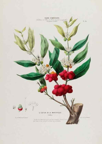 Reproducción/Reproduction 34535613132: Flore d'Amérique,. Paris,Gihaut[1843-1846]