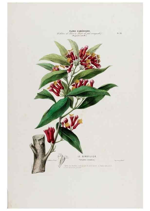 Reproducción/Reproduction 34535622802: Flore d'Amérique,. Paris,Gihaut[1843-1846]