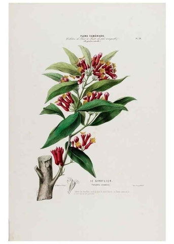 Reproducción/Reproduction 34535622802: Flore d'Amérique,. Paris,Gihaut[1843-1846]