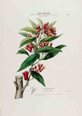 Reproducción/Reproduction 34535622802: Flore d'Amérique,. Paris,Gihaut[1843-1846]