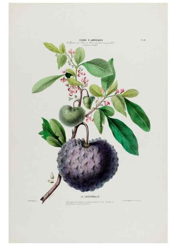 Reproducción/Reproduction 34566750941: Flore d'Amérique,. Paris,Gihaut[1843-1846]