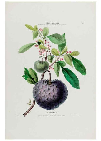 Reproducción/Reproduction 34566750941: Flore d'Amérique,. Paris,Gihaut[1843-1846]