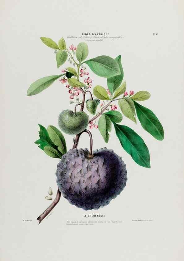 Reproducción/Reproduction 34566750941: Flore d'Amérique,. Paris,Gihaut[1843-1846]