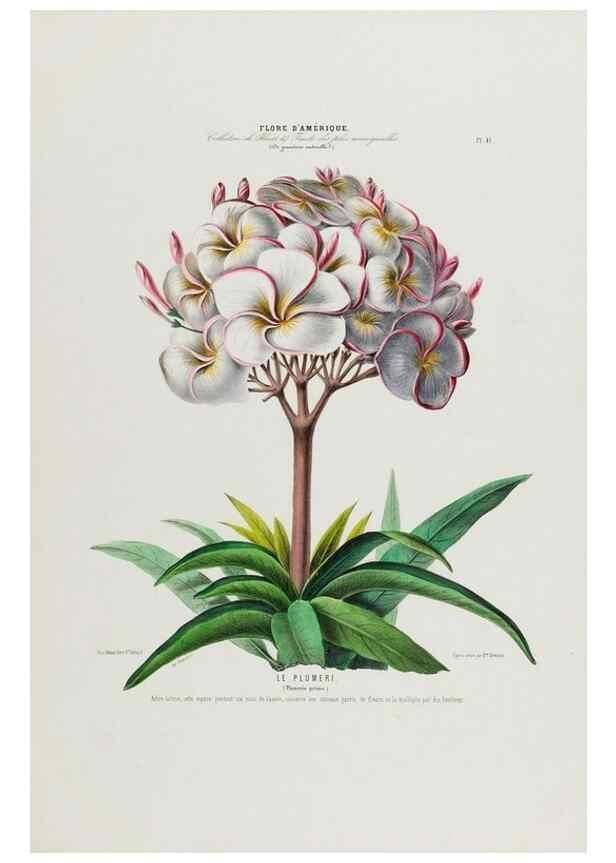 Reproducción/Reproduction 34535630902: Flore d'Amérique,. Paris,Gihaut[1843-1846]