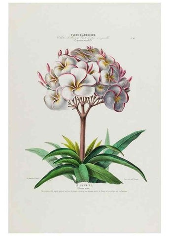 Reproducción/Reproduction 34535630902: Flore d'Amérique,. Paris,Gihaut[1843-1846]