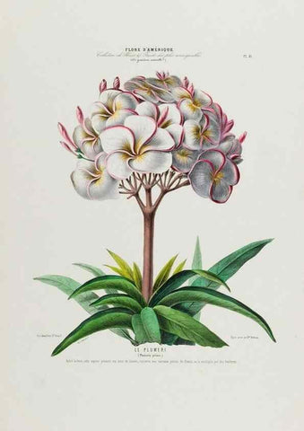 Reproducción/Reproduction 34535630902: Flore d'Amérique,. Paris,Gihaut[1843-1846]