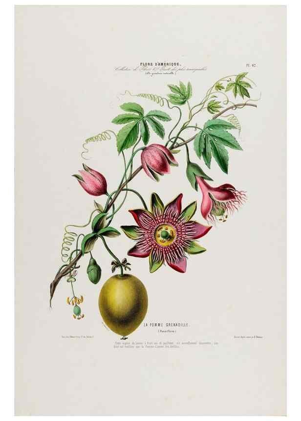 Reproducción/Reproduction 34535634982: Flore d'Amérique,. Paris,Gihaut[1843-1846]