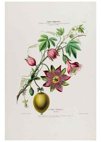 Reproducción/Reproduction 34535634982: Flore d'Amérique,. Paris,Gihaut[1843-1846]