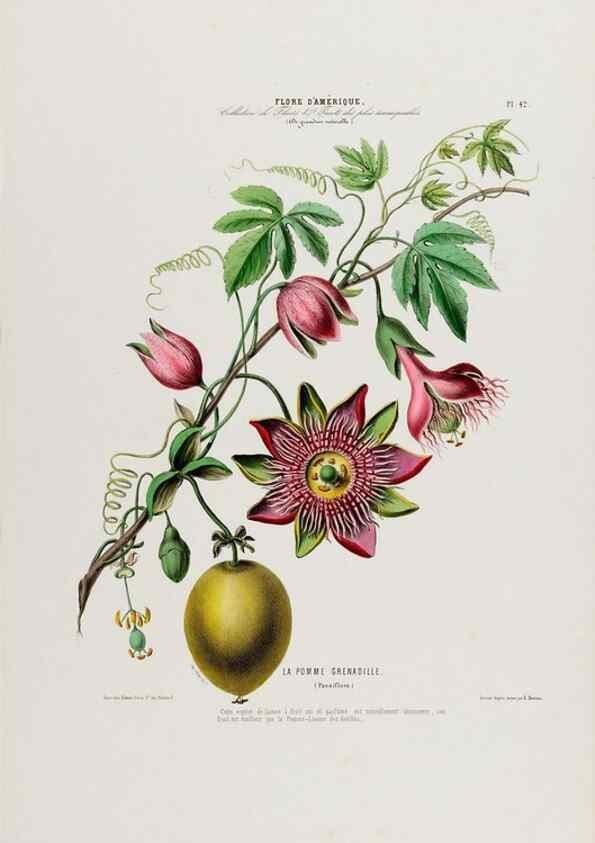 Reproducción/Reproduction 34535634982: Flore d'Amérique,. Paris,Gihaut[1843-1846]