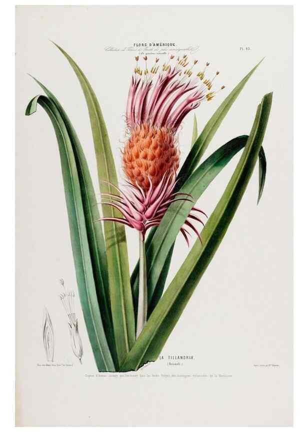 Reproducción/Reproduction 34535639322: Flore d'Amérique,. Paris,Gihaut[1843-1846]