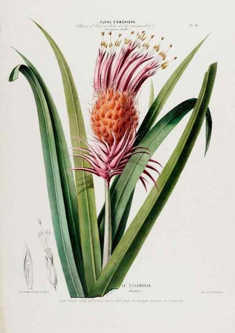 Reproducción/Reproduction 34535639322: Flore d'Amérique,. Paris,Gihaut[1843-1846]