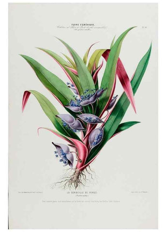 Reproducción/Reproduction 34566764031: Flore d'Amérique,. Paris,Gihaut[1843-1846]