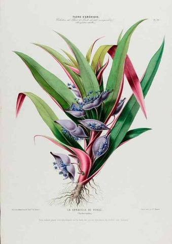 Reproducción/Reproduction 34566764031: Flore d'Amérique,. Paris,Gihaut[1843-1846]