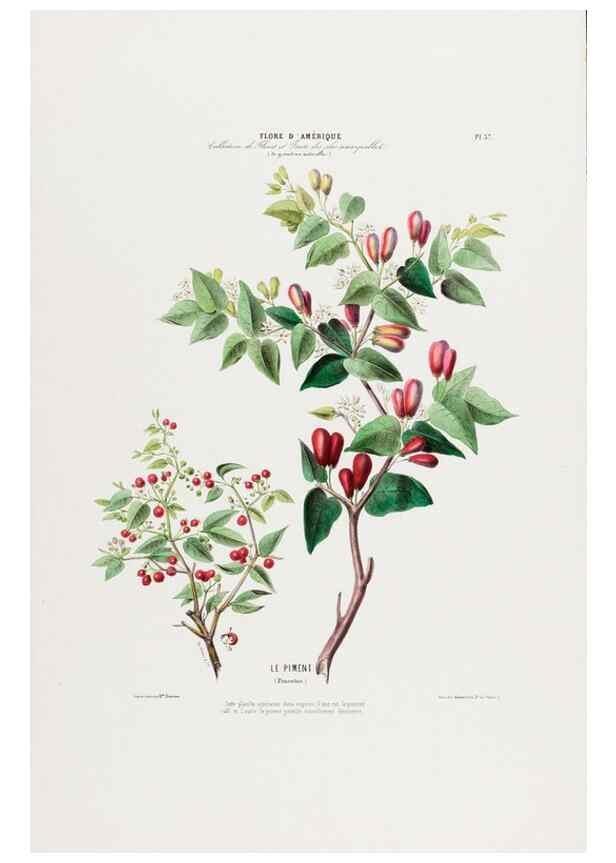 Reproducción/Reproduction 34535616312: Flore d'Amérique,. Paris,Gihaut[1843-1846]