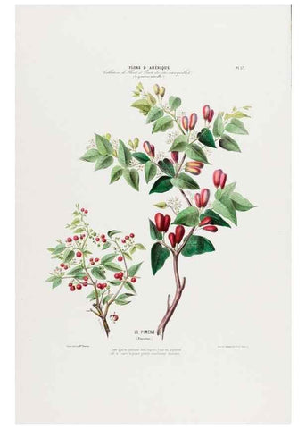 Reproducción/Reproduction 34535616312: Flore d'Amérique,. Paris,Gihaut[1843-1846]