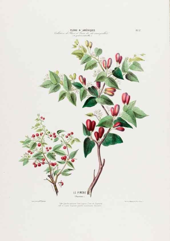 Reproducción/Reproduction 34535616312: Flore d'Amérique,. Paris,Gihaut[1843-1846]