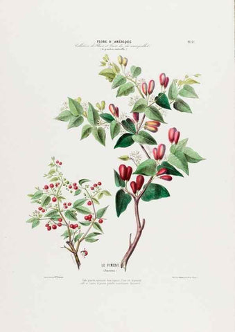 Reproducción/Reproduction 34535616312: Flore d'Amérique,. Paris,Gihaut[1843-1846]