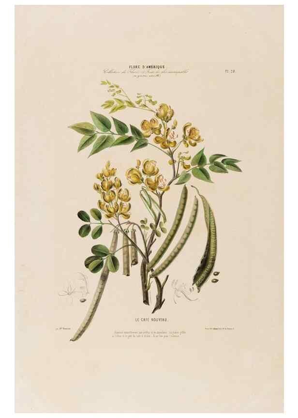 Reproducción/Reproduction 34656892416: Flore d'Amérique,. Paris,Gihaut[1843-1846]