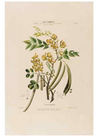 Reproducción/Reproduction 34656892416: Flore d'Amérique,. Paris,Gihaut[1843-1846]