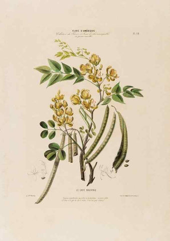 Reproducción/Reproduction 34656892416: Flore d'Amérique,. Paris,Gihaut[1843-1846]