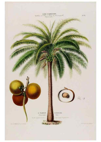 Reproducción/Reproduction 34535719762: Flore d'Amérique,. Paris,Gihaut[1843-1846]