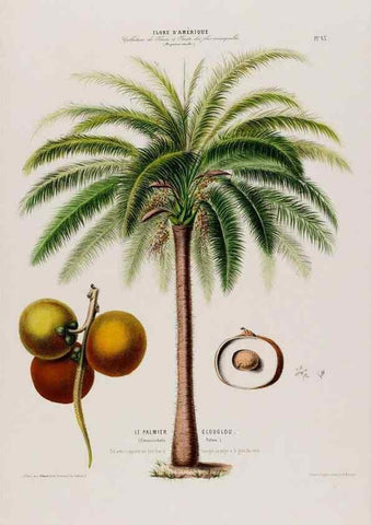 Reproducción/Reproduction 34535719762: Flore d'Amérique,. Paris,Gihaut[1843-1846]