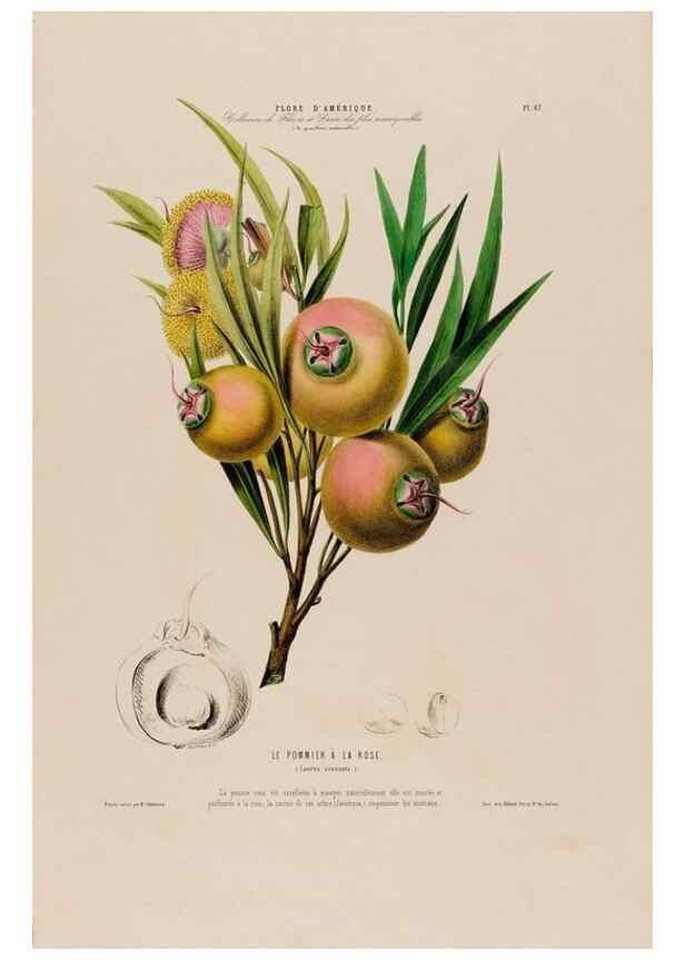 Reproducción/Reproduction 34535729012: Flore d'Amérique,. Paris,Gihaut[1843-1846]
