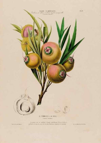 Reproducción/Reproduction 34535729012: Flore d'Amérique,. Paris,Gihaut[1843-1846]
