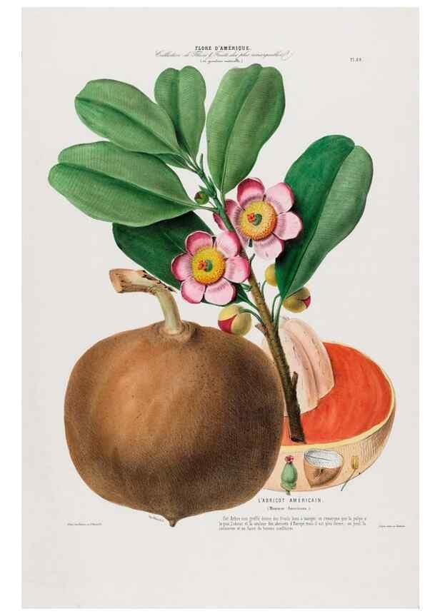 Reproducción/Reproduction 34566915991: Flore d'Amérique,. Paris,Gihaut[1843-1846]
