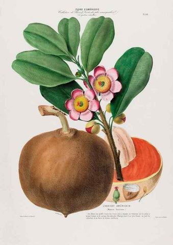 Reproducción/Reproduction 34566915991: Flore d'Amérique,. Paris,Gihaut[1843-1846]