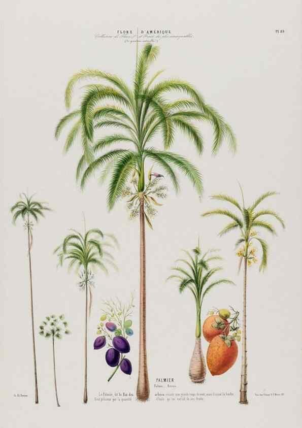 Reproducción/Reproduction 34566919891: Flore d'Amérique,. Paris,Gihaut[1843-1846]
