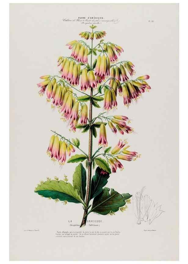 Reproducción/Reproduction 34566923131: Flore d'Amérique,. Paris,Gihaut[1843-1846]